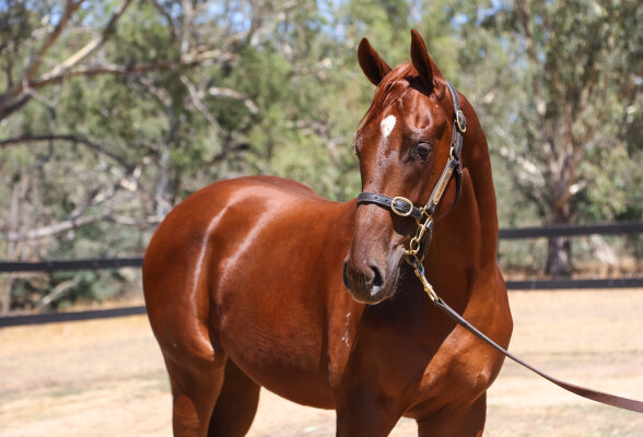 Lot 602: Hanseatic / Fiery Jest