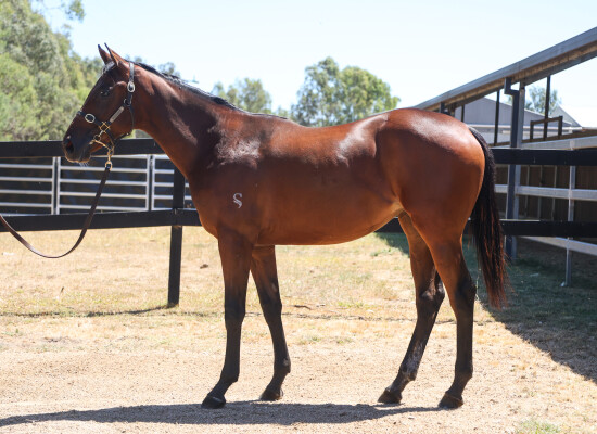 Lot 606: Fierce Impact (JPN) / Foxy Gold