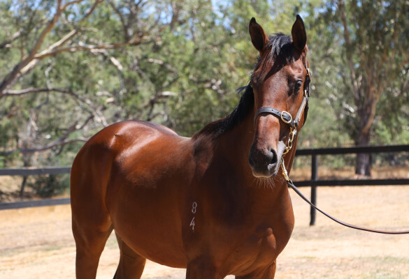 Lot 606: Fierce Impact (JPN) / Foxy Gold