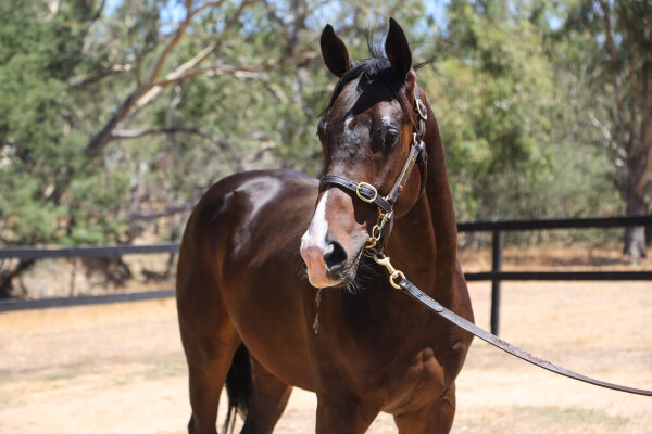 Lot 638: Royal Meeting (IRE) / Judicial Rock