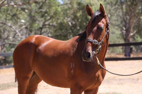 Lot 659: Fierce Impact (JPN) / Miamorae