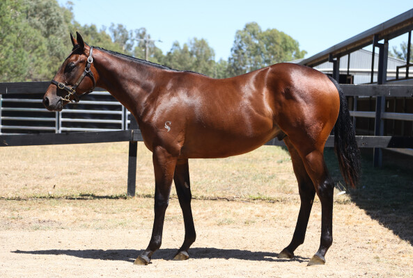 Lot 705: Xtravagant (NZ) / Sending Love