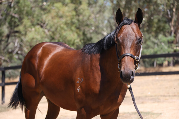 Lot 705: Xtravagant (NZ) / Sending Love