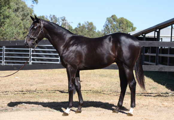 Lot 798: Pierata / Chase the Wind