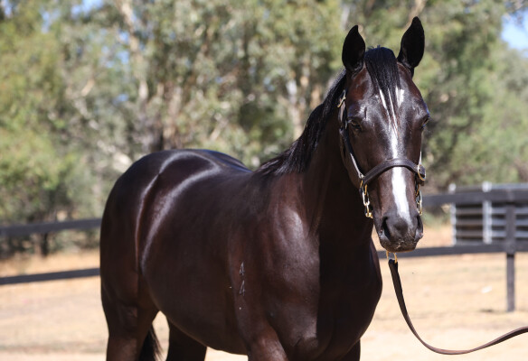Lot 798: Pierata / Chase the Wind