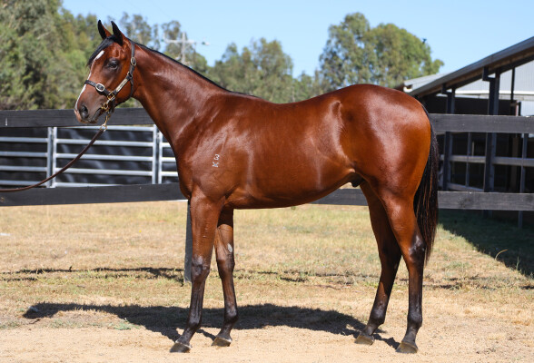 Lot 802: Extreme Warrior / Come on Over
