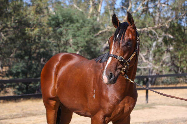 Lot 802: Extreme Warrior / Come on Over
