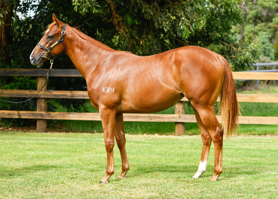 Lot 1: Farnan / Dagny (NZ)