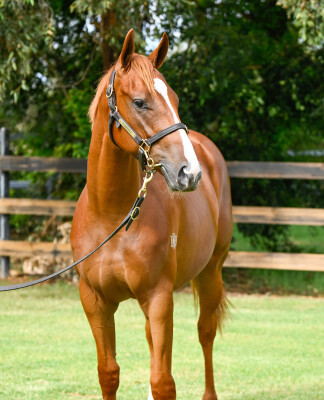 Lot 1: Farnan / Dagny (NZ)