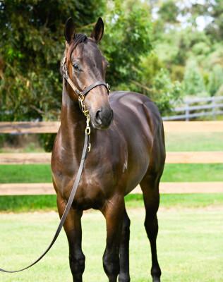 Lot 54: Farnan / Feel the Rush (NZ)