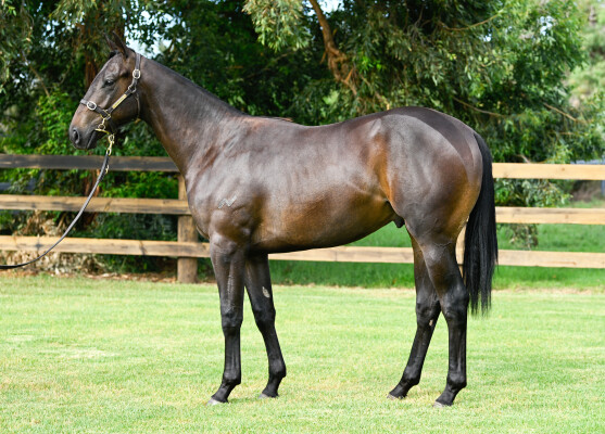Lot 54: Farnan / Feel the Rush (NZ)