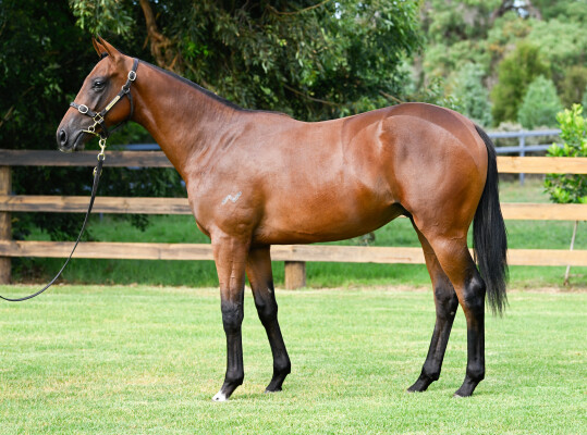 Lot 65: Too Darn Hot (GB) / Forreel (NZ)