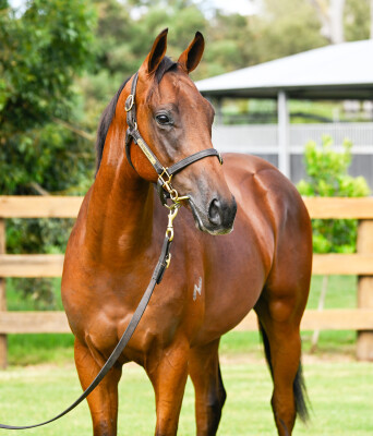 Lot 65: Too Darn Hot (GB) / Forreel (NZ)