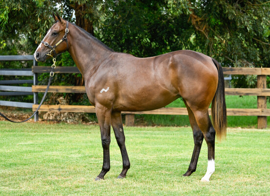 Lot 82: Anamoe / Glitzy Girl