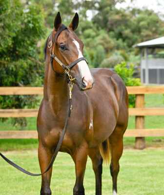 Lot 82: Anamoe / Glitzy Girl