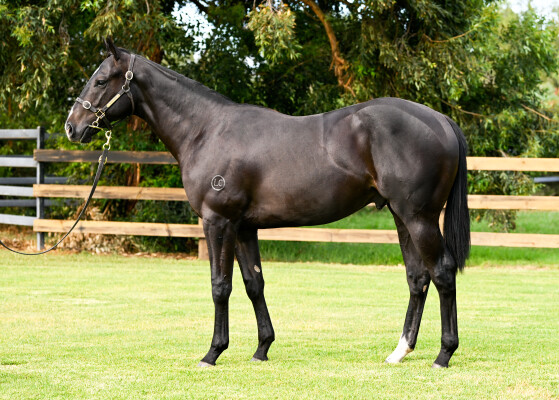 Lot 152: Pierro / La Casade
