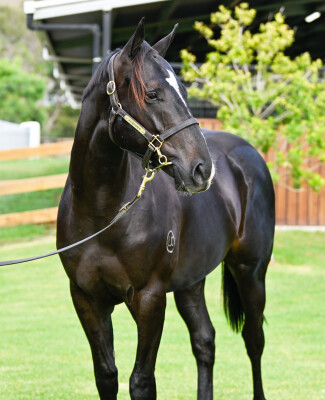 Lot 152: Pierro / La Casade