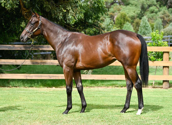 Lot 243: Jacquinot / One More Try