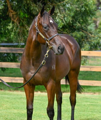 Lot 243: Jacquinot / One More Try