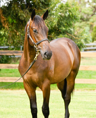 Lot 278: I Am Invincible / Prospect Park