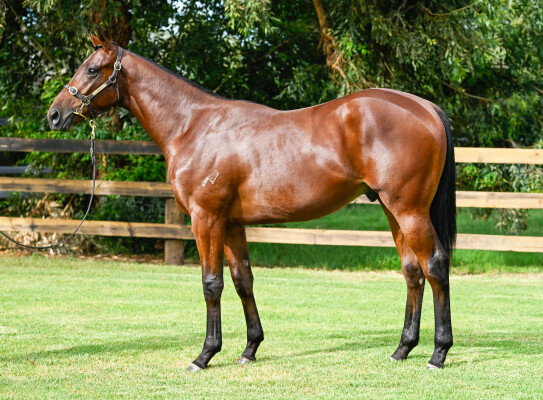 Lot 563: Blue Point (IRE) / Comaneci