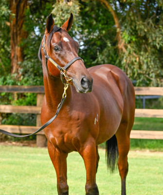 Lot 563: Blue Point (IRE) / Comaneci