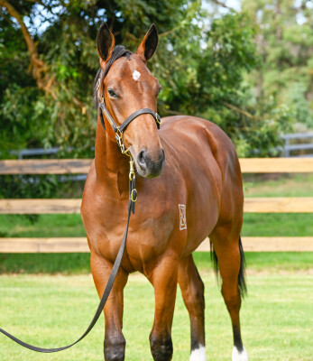 Lot 619: King's Legacy / Hard to Find