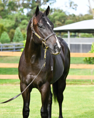 Lot 627: Tassort / Imsouane