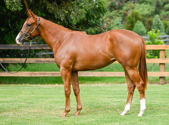 Lot 639: Written By / Kaiela