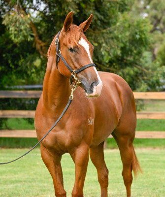 Lot 639: Written By / Kaiela