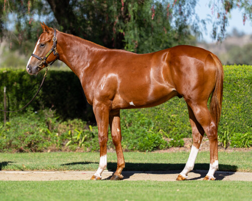 Lot 4: Ole Kirk / Dangerous Liaison