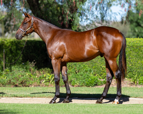 Lot 106: Ole Kirk / History