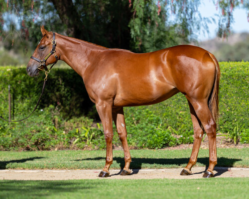 Lot 261: Ole Kirk / Philizzy