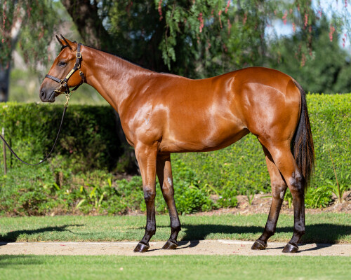 Lot 313: Ole Kirk / Satya