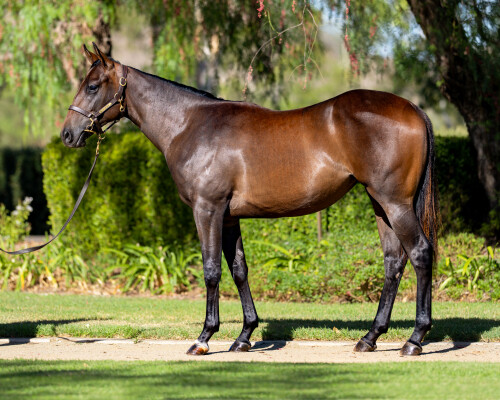 Lot 350: Zoustar / Snitzerland
