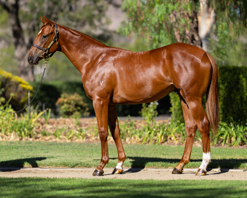 Lot 395: All Too Hard / The Bride