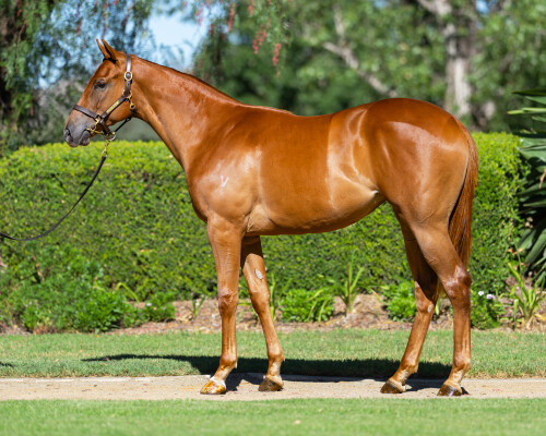 Lot 429: Ole Kirk / Vienna Classic