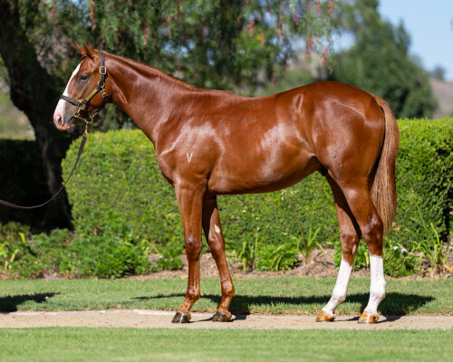 Lot 526: Brave Smash (JPN) / Bonvicini