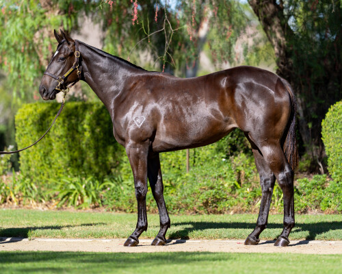 Lot 658: Tassort / Memento