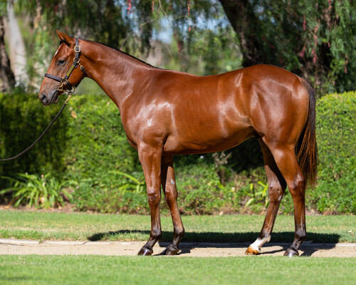 Lot 497: Farnan / Ballet Rose