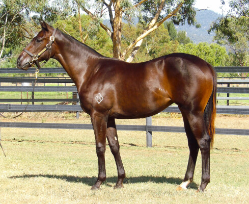 Lot 431: Pinatubo (IRE) / Vivid Fortress