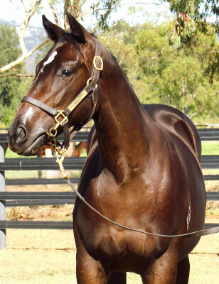 Lot 431: Pinatubo (IRE) / Vivid Fortress