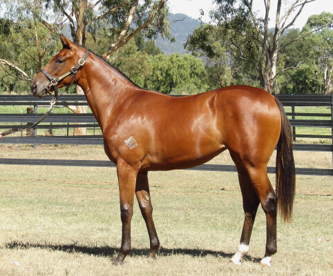 Lot 463: Anamoe / Acouplamas