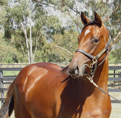 Lot 463: Anamoe / Acouplamas