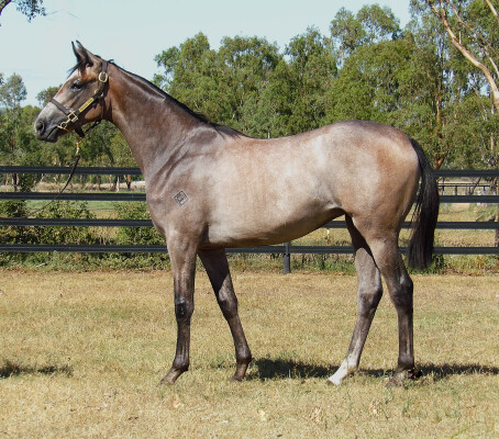 Lot 479: Dundeel (NZ) / Arabian Gold