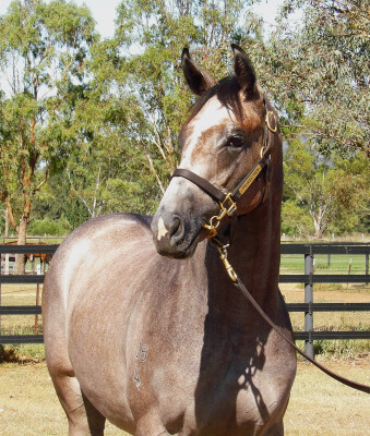 Lot 479: Dundeel (NZ) / Arabian Gold