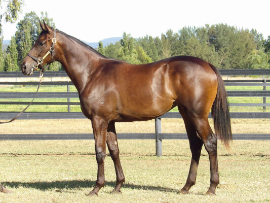 Lot 586: So You Think (NZ) / Deer Mountain