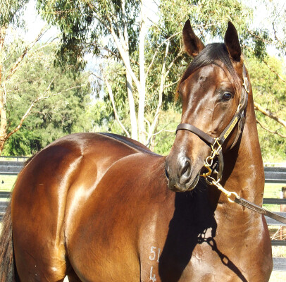 Lot 586: So You Think (NZ) / Deer Mountain