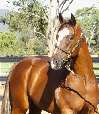 Lot 670: Pierro / Nariko