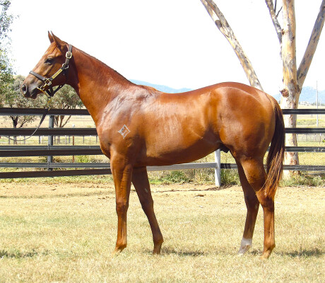 Lot 678: Capitalist / Pennino